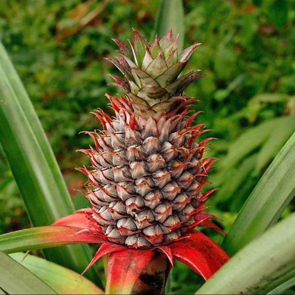 pineapple_33
